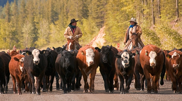 Washington Beef Ranchers Beef Producer Products Services | Animal Health International