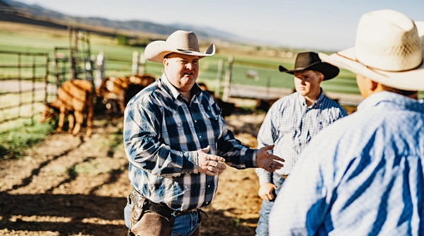 Beef producers in a feed lot