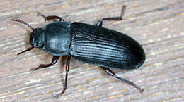 darkling beetle