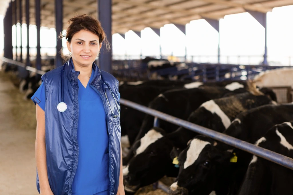 Veterinarian in a dairy barn