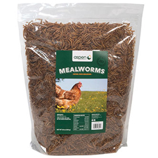 Dried Mealworms